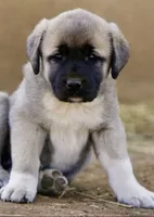 KANGAL KINGS FALL LITTER ARRIVAL!, a  Kangal Dog for sale in Springfield Township, PA – 4 of 4