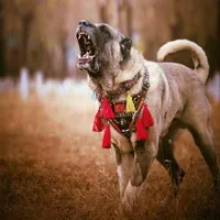 WHOA!, a male Kangal Dog for sale in Springfield Township, PA – 3 of 3