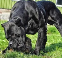 CANE CORSO SUMMER LITTER!, a  Cane Corso for sale in Springfield Township, PA – 2 of 3