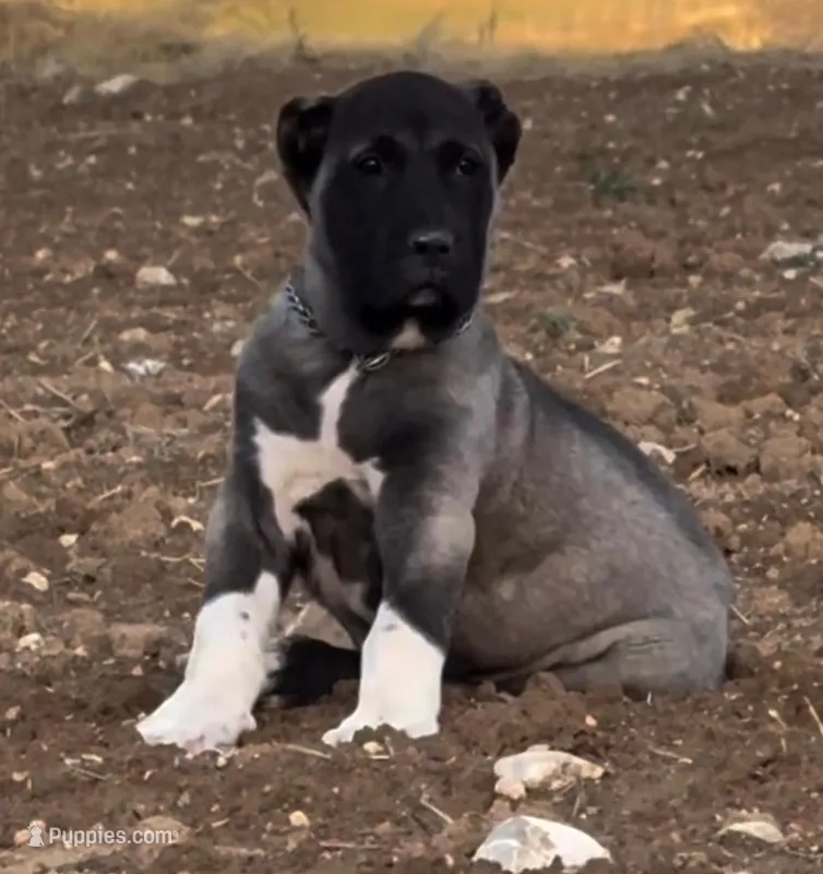 KANGAL SUMMER LITTER! – Kangal Dog puppy for sale in Springfield Township, PA