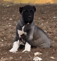 KANGAL SUMMER LITTER!, a  Kangal Dog for sale in Springfield Township, PA – 1 of 3