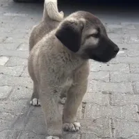 DISTANCE, a male Kangal Dog for sale in Springfield Township, PA – Photo 2 of 3
