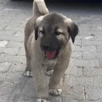 DISTANCE, a male Kangal Dog for sale in Springfield Township, PA – Photo 3 of 3