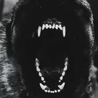 DISTANCE, a male Kangal Dog for sale in Springfield Township, PA – Photo 1 of 3