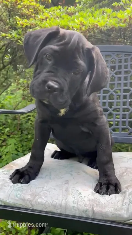 SHILOH – Cane Corso puppy for sale in Springfield Township, PA