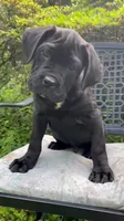 SHILOH, a male Cane Corso for sale in Springfield Township, PA – 1 of 2