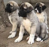 KANGAL KINGS FALL LITTER ARRIVAL!, a  Kangal Dog for sale in Springfield Township, PA – 2 of 4