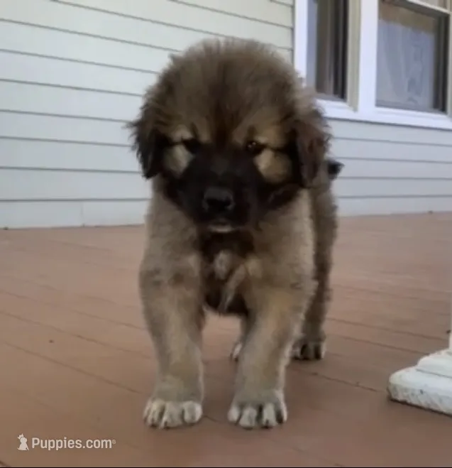 Glock – Caucasian Ovcharka puppy for sale in Springfield Township, PA