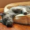 ATLAS! BEAUTIFUL BLUE BRINDLE CANE CORSO!, a male Cane Corso for sale in Springfield Township, PA – 6 of 6