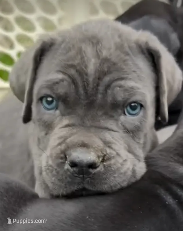 BACKUP! Beautiful Cane Corso Puppy! – Cane Corso puppy for sale in Springfield Township, PA