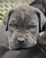 BACKUP! Beautiful Cane Corso Puppy!, a male Cane Corso for sale in Springfield Township, PA – 1 of 3