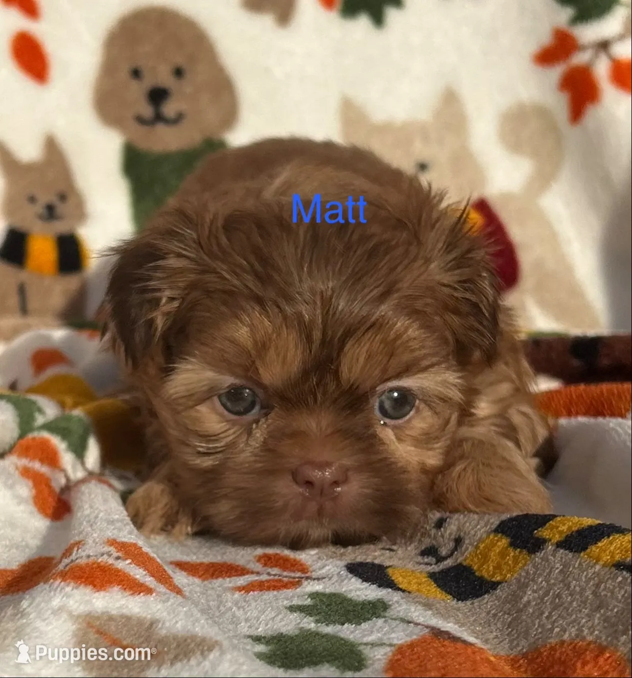 Matt, a male Shih Tzu for sale in Kenton, TN – 1 of 4