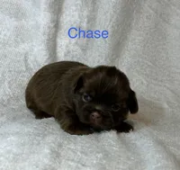 Chase, a male Shih Tzu for sale in Kenton, TN – 4 of 4