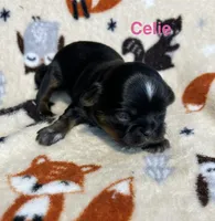 Celie, a female Shih Tzu for sale in Kenton, TN – 4 of 4