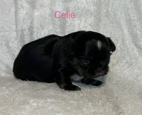 Celie, a female Shih Tzu for sale in Kenton, TN – 3 of 4