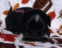 Valley , a female Shih Tzu for sale in Kenton, TN – 2 of 4