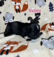 Valley , a female Shih Tzu for sale in Kenton, TN – 4 of 4
