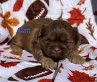 Matt, a male Shih Tzu for sale in Kenton, TN – 2 of 4