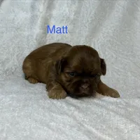 Matt, a male Shih Tzu for sale in Kenton, TN – 4 of 4