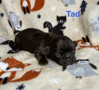 Tad, a male Shih Tzu for sale in Kenton, TN – 2 of 4