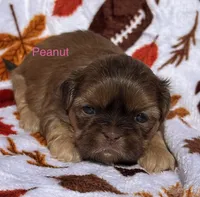 Peanut , a female Shih Tzu for sale in Kenton, TN – 2 of 3