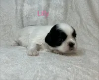 Lilly, a female Shih Tzu for sale in Kenton, TN – 3 of 4