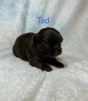 Tad, a male Shih Tzu for sale in Kenton, TN – 4 of 4