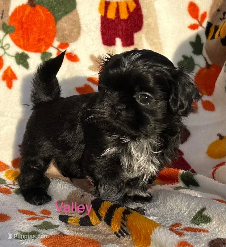 Valley  – Shih Tzu puppy for sale in Kenton, TN