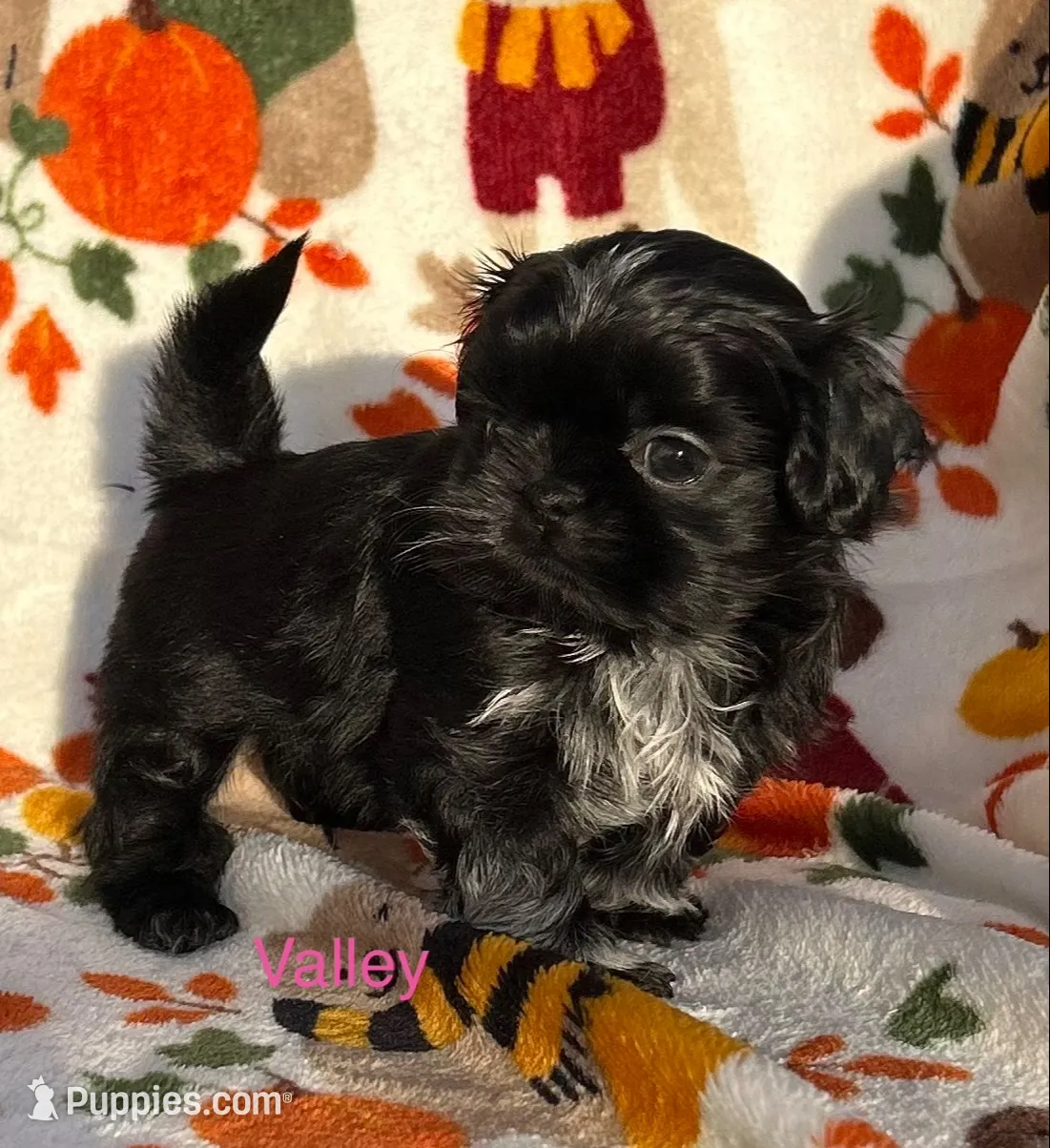 Valley , a female Shih Tzu for sale in Kenton, TN – 1 of 4