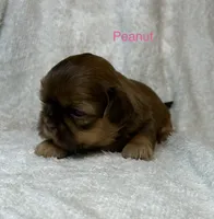 Peanut , a female Shih Tzu for sale in Kenton, TN – 3 of 3