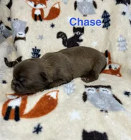 Chase, a male Shih Tzu for sale in Kenton, TN – 3 of 4