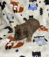 Matt, a male Shih Tzu for sale in Kenton, TN – 3 of 4