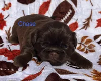 Chase, a male Shih Tzu for sale in Kenton, TN – 2 of 4