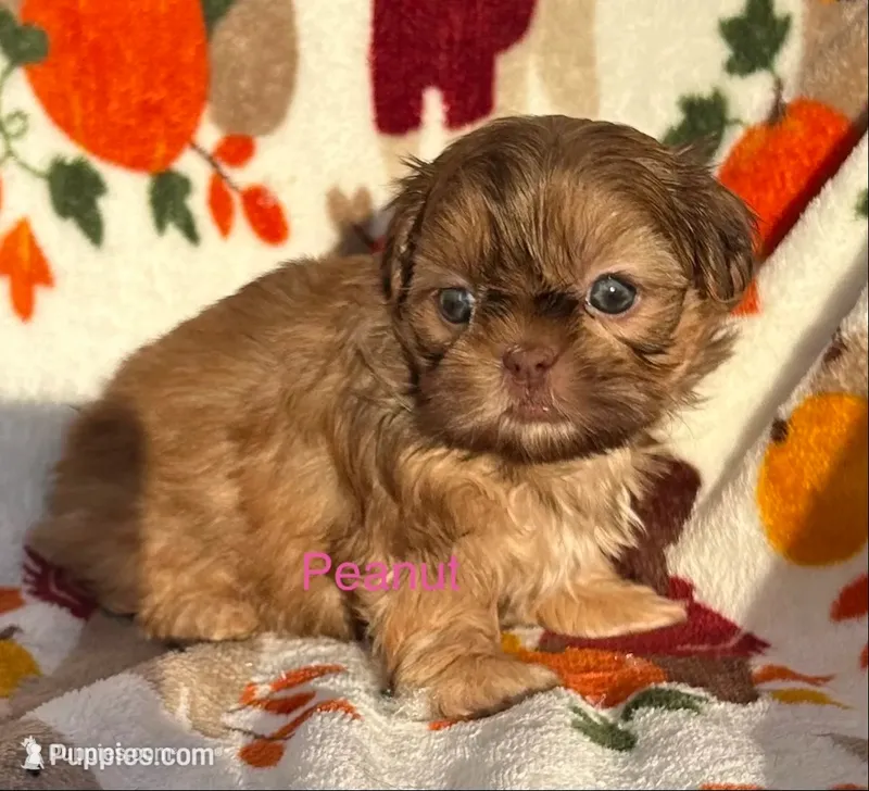 Peanut  – Shih Tzu puppy for sale in Kenton, TN