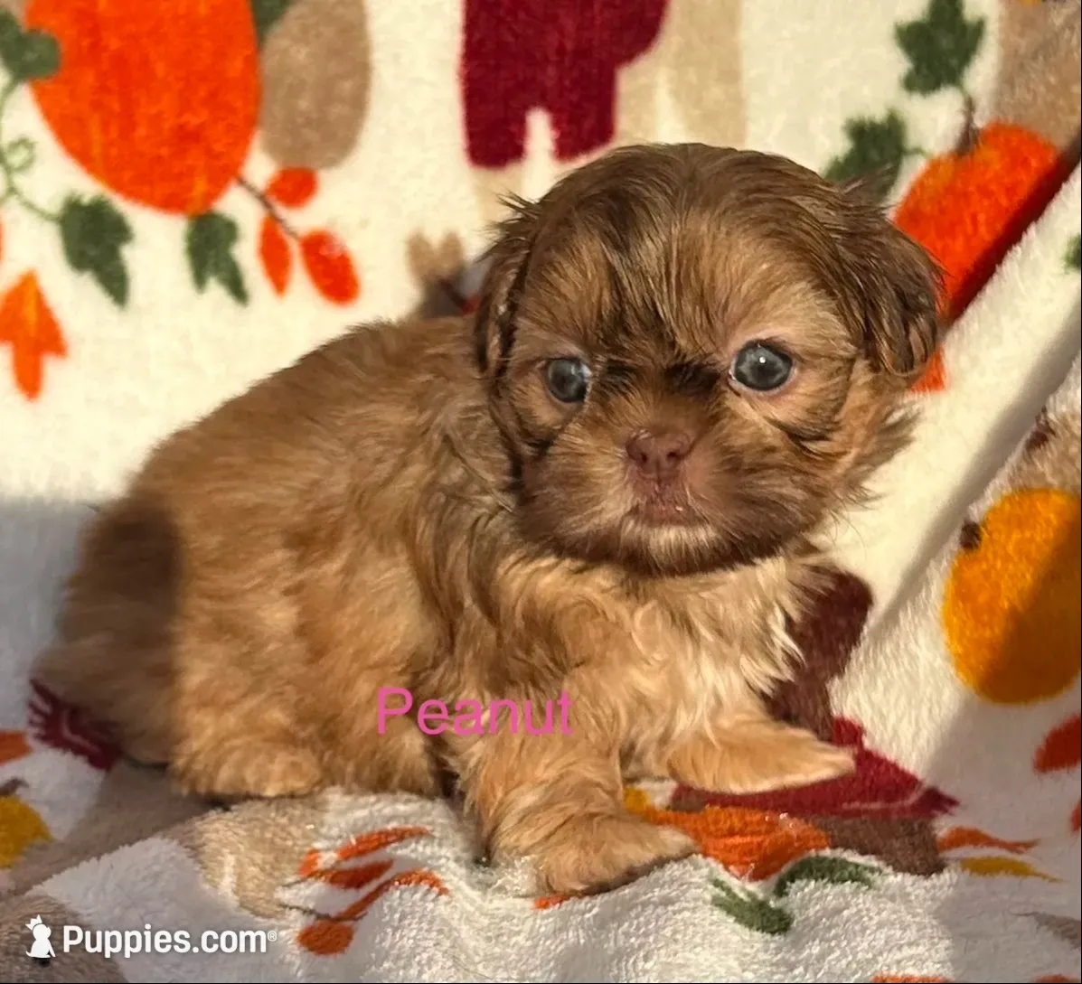 Peanut , a female Shih Tzu for sale in Kenton, TN – 1 of 3