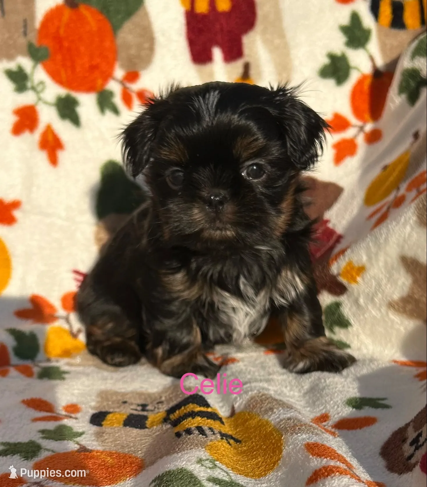 Celie, a female Shih Tzu for sale in Kenton, TN – 1 of 4