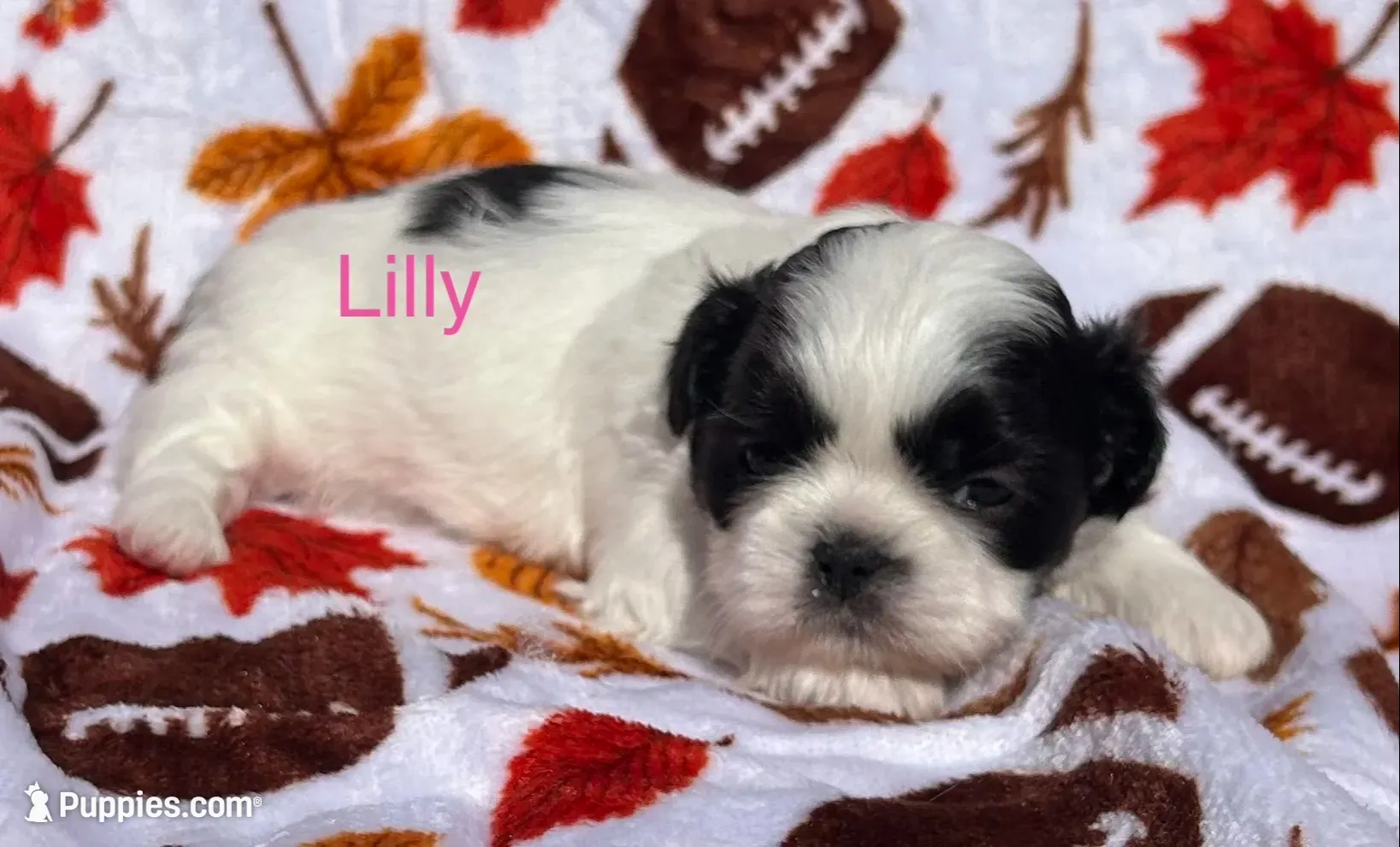 Lilly, a female Shih Tzu for sale in Kenton, TN – 2 of 4