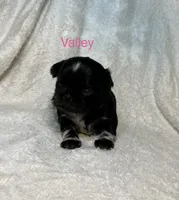 Valley , a female Shih Tzu for sale in Kenton, TN – 3 of 4