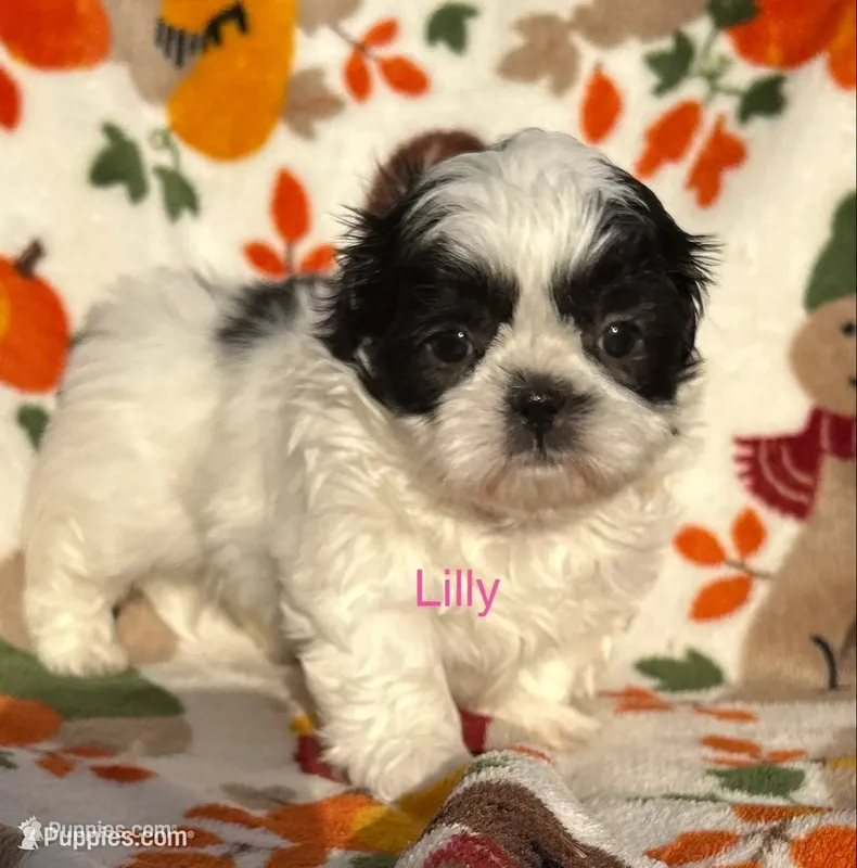 Lilly – Shih Tzu puppy for sale in Kenton, TN