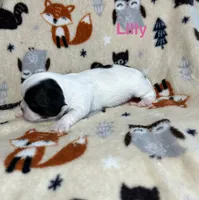 Lilly, a female Shih Tzu for sale in Kenton, TN – 4 of 4