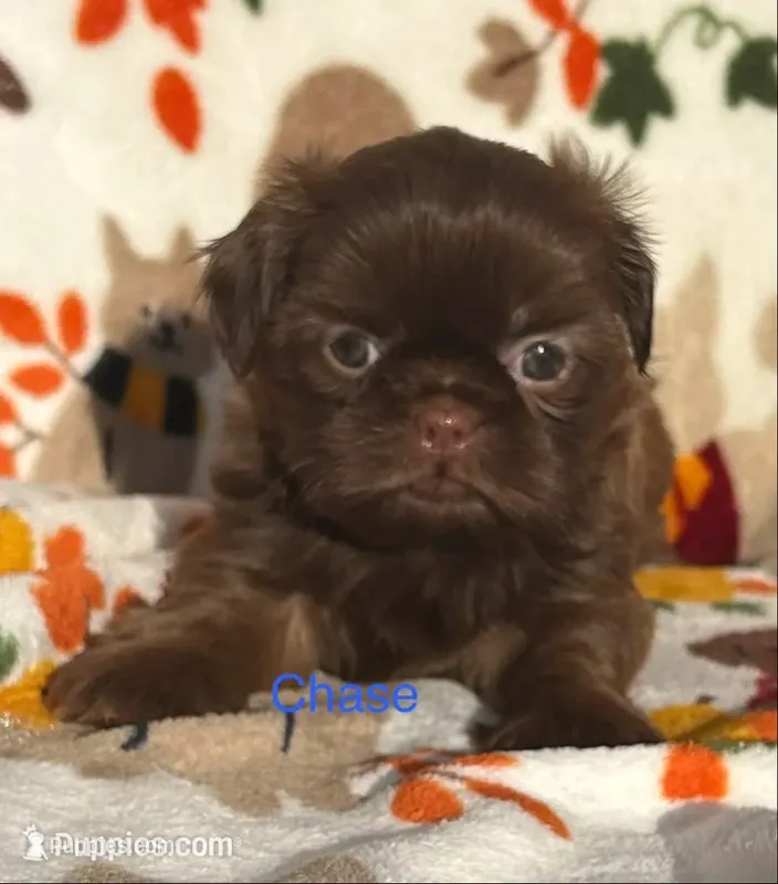 Chase – Shih Tzu puppy for sale in Kenton, TN