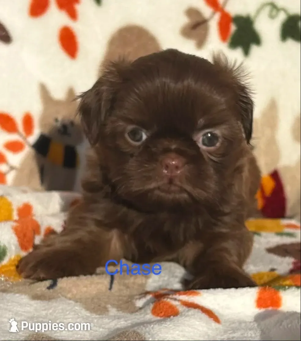 Chase, a male Shih Tzu for sale in Kenton, TN – 1 of 4