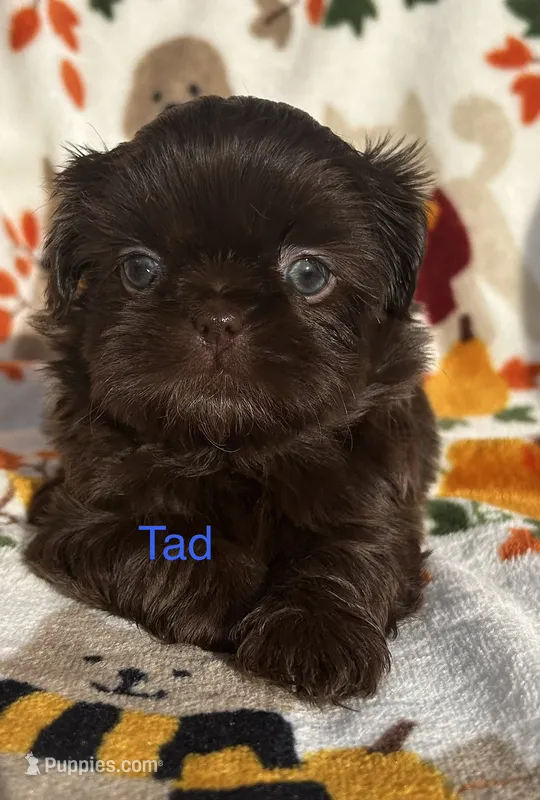 Tad – Shih Tzu puppy for sale in Kenton, TN