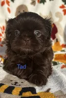 Tad, a male Shih Tzu for sale in Kenton, TN – 1 of 4