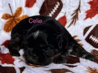 Celie, a female Shih Tzu for sale in Kenton, TN – 2 of 4