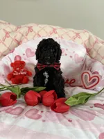 Water, a male Poodle - Standard  for sale in Saint Johnsbury, VT – Photo 6 of 7