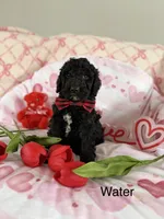 Water, a male Poodle - Standard  for sale in Saint Johnsbury, VT – Photo 3 of 7