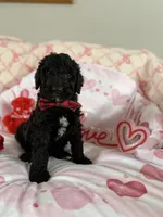 Water, a male Poodle - Standard  for sale in Saint Johnsbury, VT – Photo 4 of 7