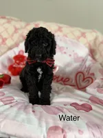 Water, a male Poodle - Standard  for sale in Saint Johnsbury, VT – Photo 2 of 7