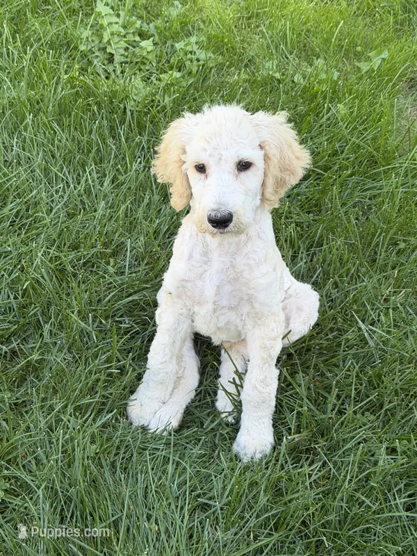 Ray – Poodle - Standard  puppy for sale in Saint Johnsbury, VT